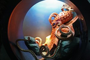 octopus: shot taken at the 