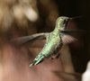 Hummingbird: 