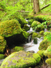 Forest Stream: A cold stream in the Pacific North West
