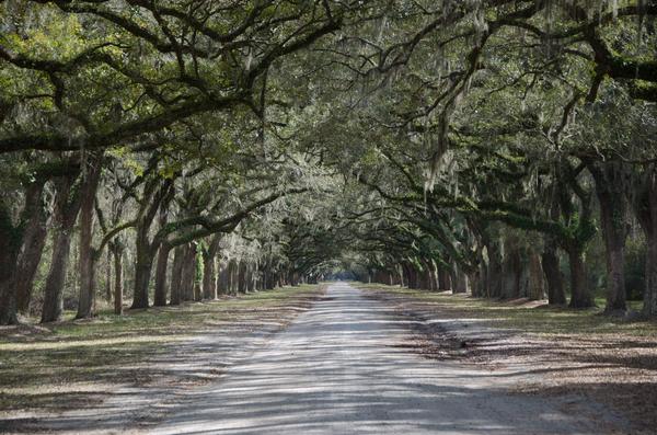 Plantation avenue of trees: Southern Plantation, a typical drive to plantation house is flanked by live oaks. This one has 450+ oaks lining the drive