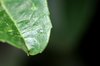 Leaf: A green leaf