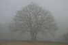Foggy tree: Foggy tree