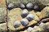 Limpets: Limpets