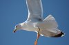 Flying seagull 1: Flying seagulls in Galicia, Spain, EU