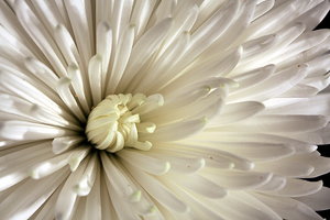 White flower: 