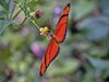 Orange Julia: Butterfly, taken in Trinidad