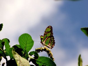Flutter By: Green butterfly taking a rest.