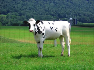 Cows 1: 