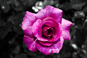 Rose on Black: no description