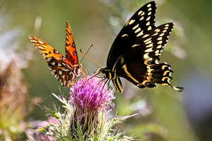 Butterflies Share: Fritillary and Swallowtail enjoy the nectar of this thistle.