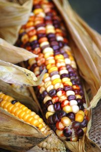 Corn: corn