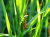 Grasshopper in the tall grass: It's a totally different world down there in the grass!!(Insect series)