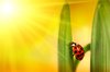 Ladybug climbing tulip leaf: Ladybug climbing tulip leaf with sun rays