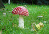 Wild Mushroom 1: These amazing species found in my garden. Stunning colours. This one is about 4 inches tall.