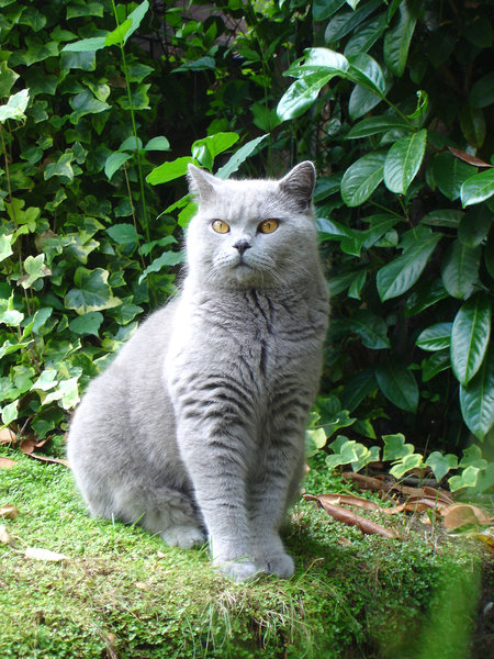 Biffi Getting Bigger: British Blue Cat. He is getting bigger by the day. Posing for the camera by the  river in my garden.