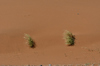 Desert Landscape with plants: Desert Sand and small rocks are found in the large desert areas in Saudi Arabia and this red sands are found usually outside the main capital of Riyadh. life rarely seen, just sand and sky. Scattered are sometimes found some green bushes or dried grass ar