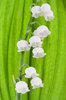 Lily-of-the-Valley: Lily-of-the-Valley macro.