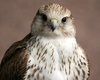 Saker Falcon: Close-up of a Saker Falcon