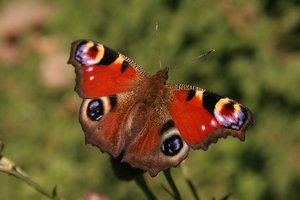 Butterfly 1: http://www.scottliddell.n ..