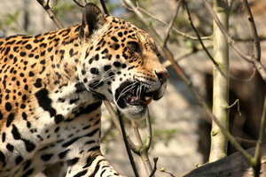 jaguar: 