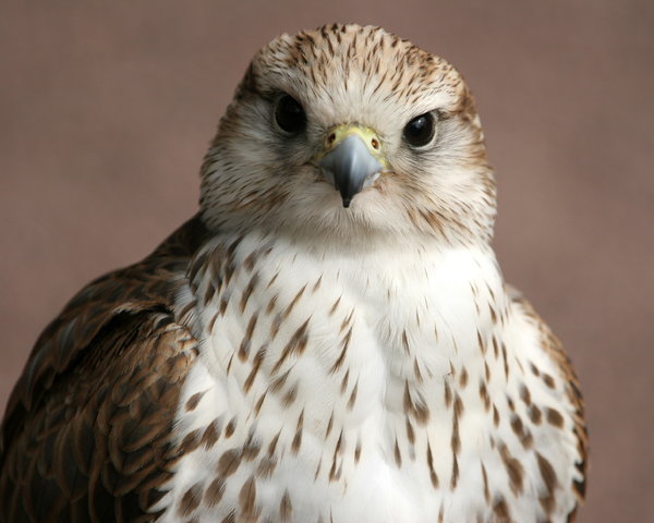 Saker Falcon: Close-up of a Saker Falcon