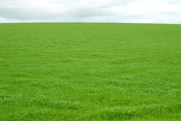 Field of Grass: 