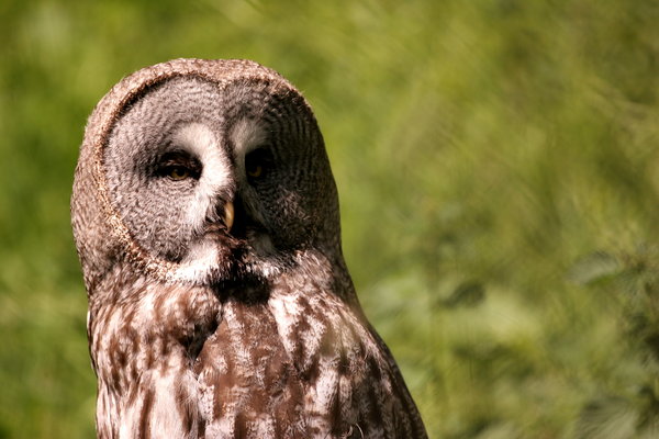 Great Grey Owl 2: Great Grey Owl in Edinburgh Zoo