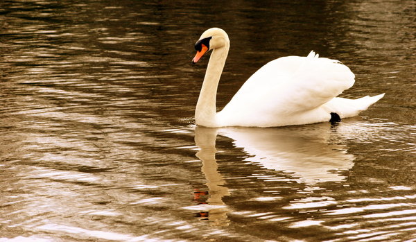 Reflected Swan: 
