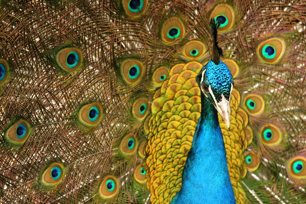 Peacock Close-up: close-up of a male peacock