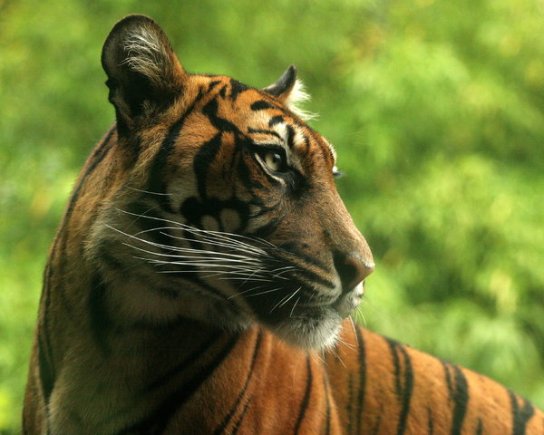 Sumatran Tiger: Sumatran Tiger in Rotterdam Zoo