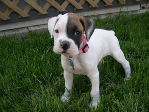 Boxer Puppy 2: Pictures of my puppy.