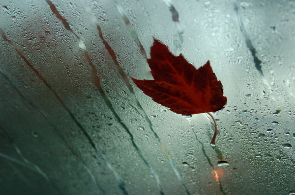 Maple leaf on windshield: A picture of a maple leaf taken from inside a parked car.