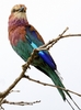 lilacbreasted roller (troupant: 
