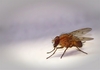 They Fly: a close-up of a house fly