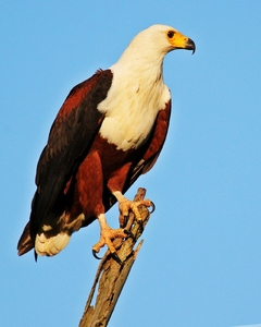 African Fish Eagle 2: 