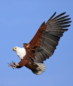 Fish Eagle  4: Various African Fish Eagle landing and in flight images