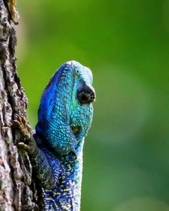 blue-head lizard 4: blue head lizards fighting for domination during breading season