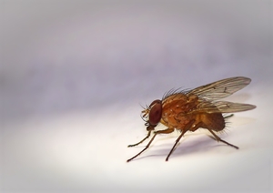 They Fly: a close-up of a house fly
