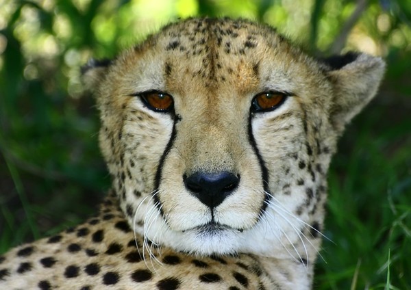 African Cats: Cheetah 5: The fastest of the african wild cats, slim build with long body pray on small animals.