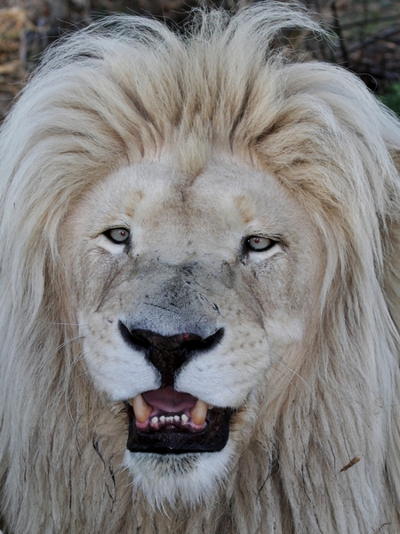 white lion face images