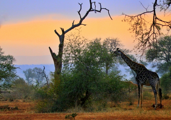 Out of Africa: Africa morning - Giraffe grazing 