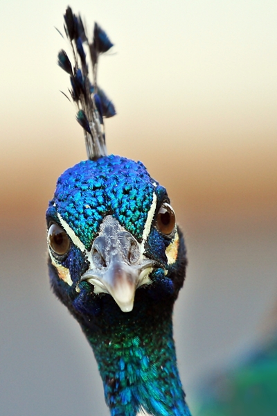 Wütend Peacock: 