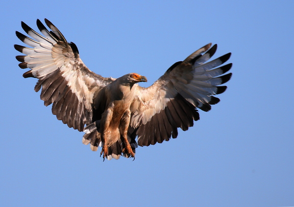 The Palmnut Vulture: A scarce Vulture species only found in Zululand, Southern African and parts of the Okavango in Botswana, nests in, and living of 