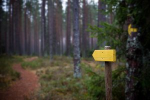 Arrow in the woods: A sign in the woods pointing in the walking direction. Out inte country in the south of Sweden.