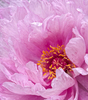 roze pion: 
