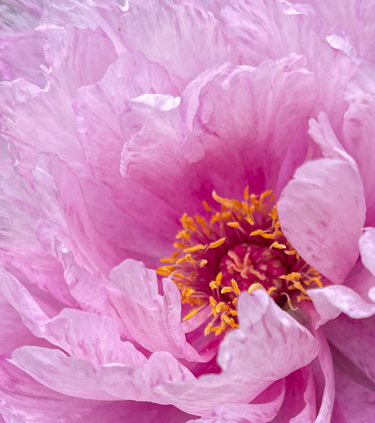 roze pion: 