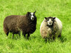 Sheep: 2 sheep in a Dutch grassland.