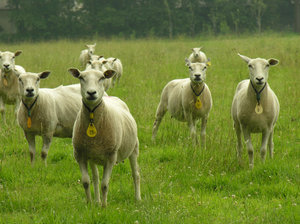 Curious Sheep: a couple of Dutch curious sheep.