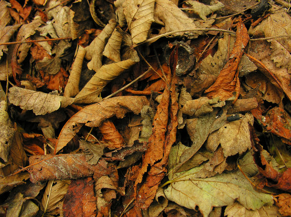 Autumn leaves: dead leaves on the ground