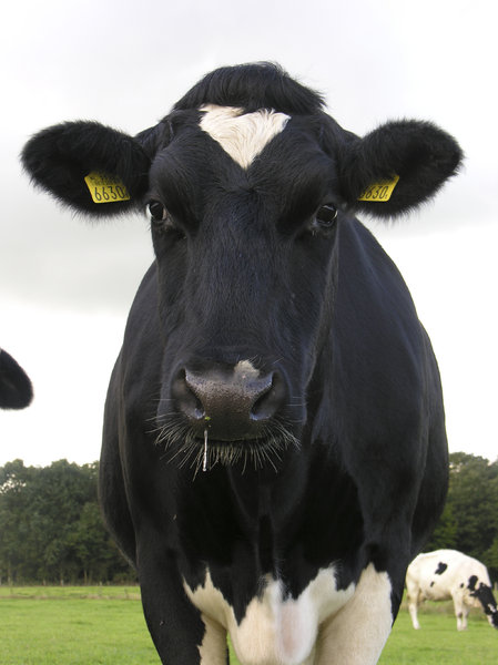 Cow: A typical Dutch cow.